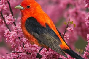 Scarlet Tanager Bird2775111738